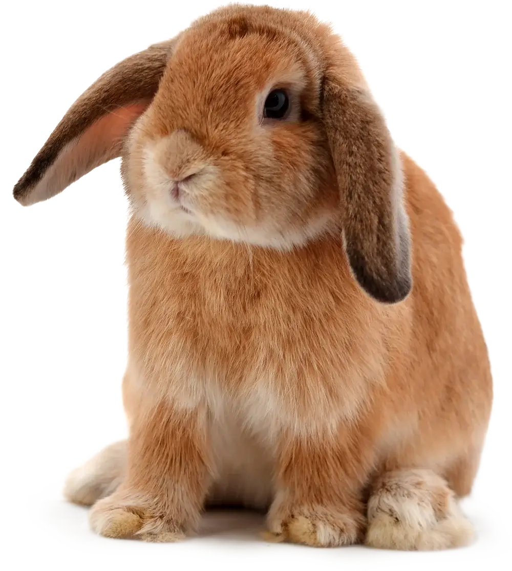Big Bunny